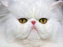 Chats_097