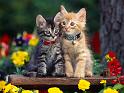 Chats_098