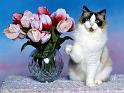 Chats_099