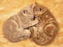 Chats_101