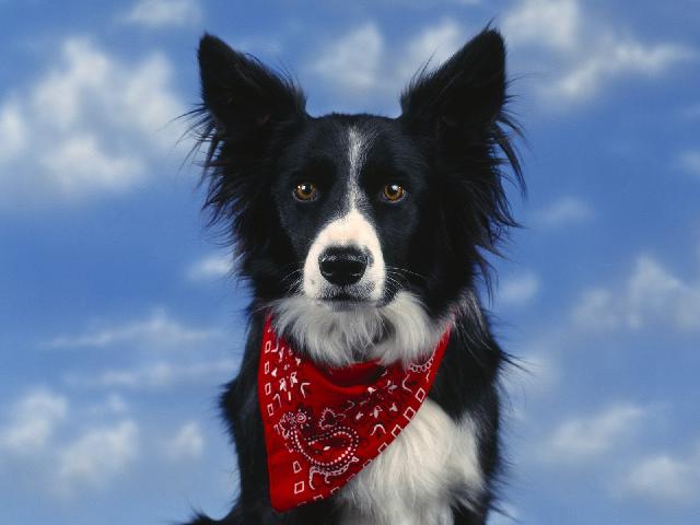 Chiens_009.jpg