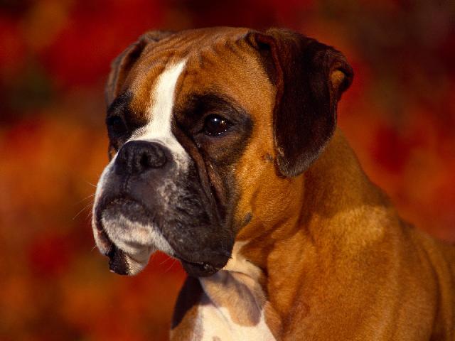 Chiens_018.jpg