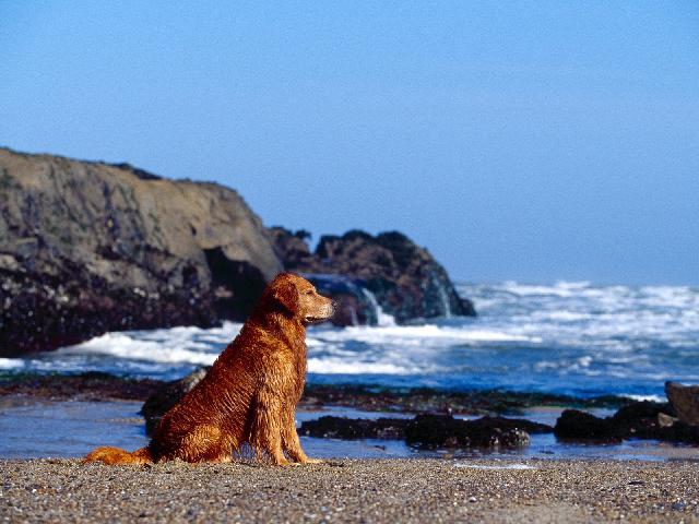 Chiens_025.jpg