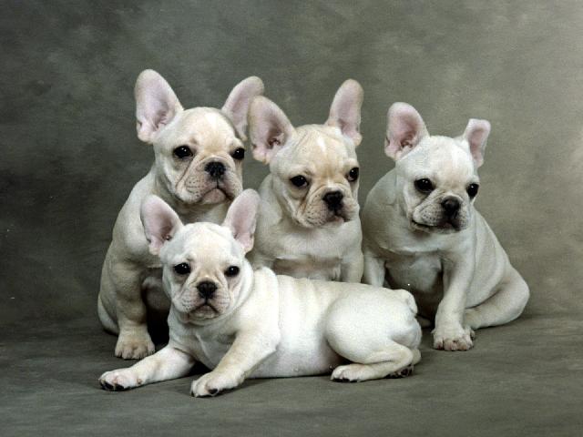Chiens_030.jpg