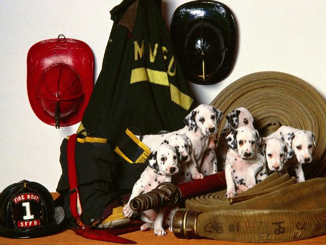 Chiens_033.jpg
