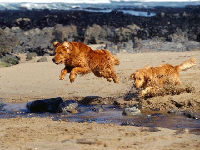 Chiens_034.jpg