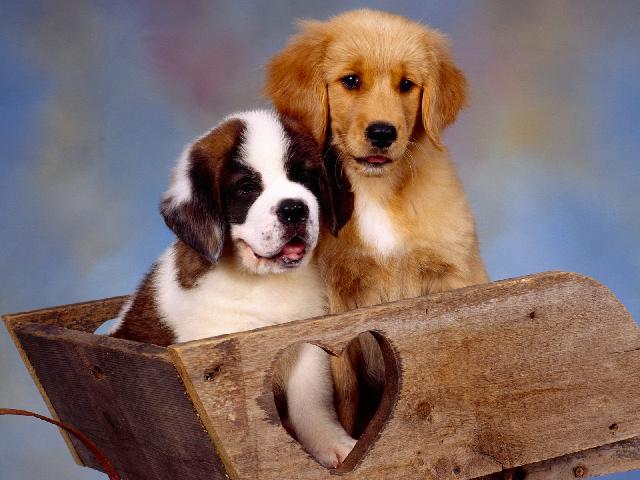 Chiens_037.jpg