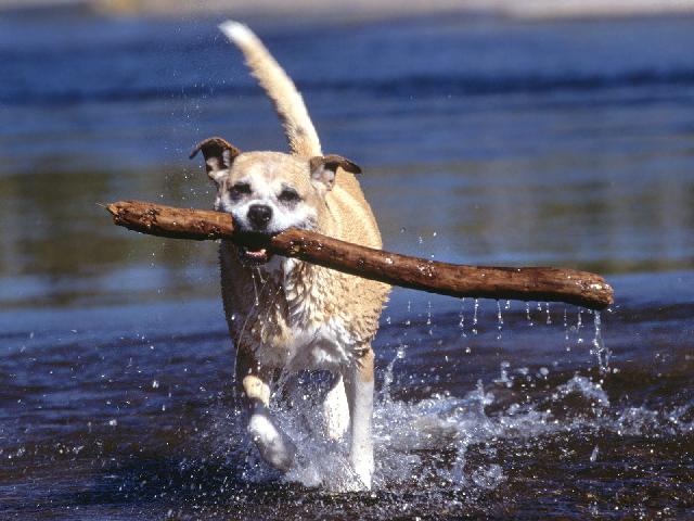 Chiens_062.jpg
