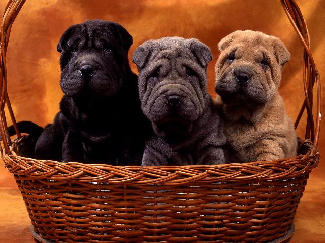 Chiens_064.jpg