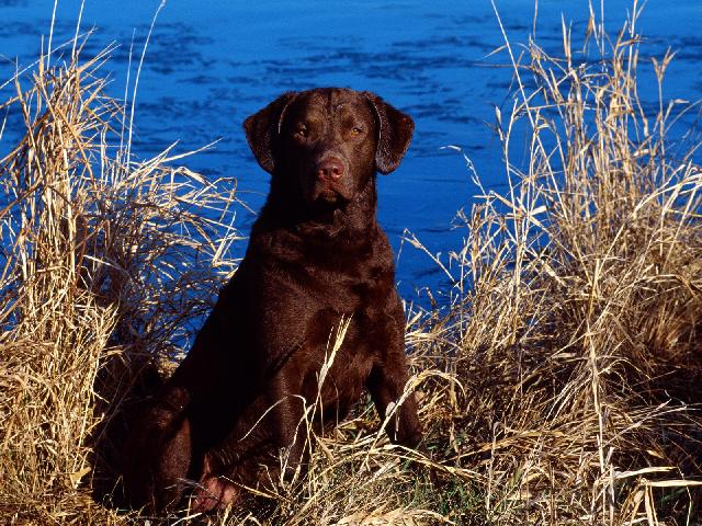 Chiens_066.jpg