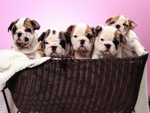 Chiens_067.jpg