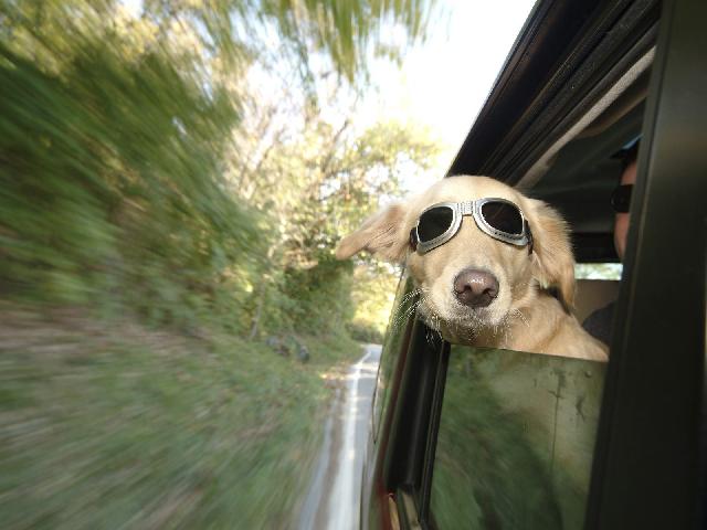 Chiens_073.jpg