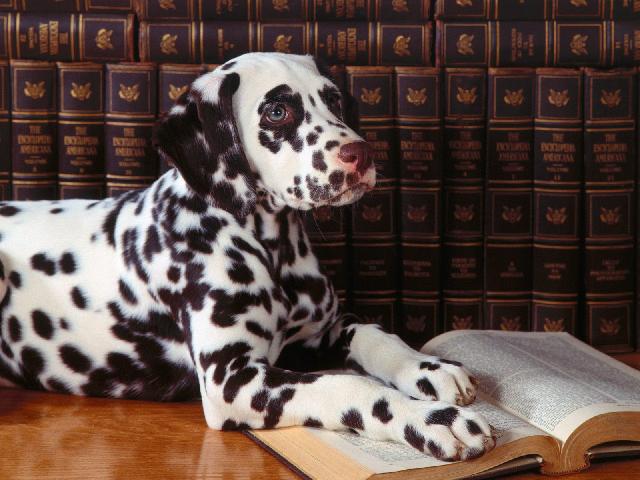Chiens_077.jpg