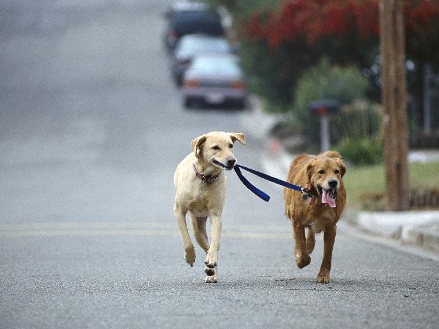 Chiens_078.jpg