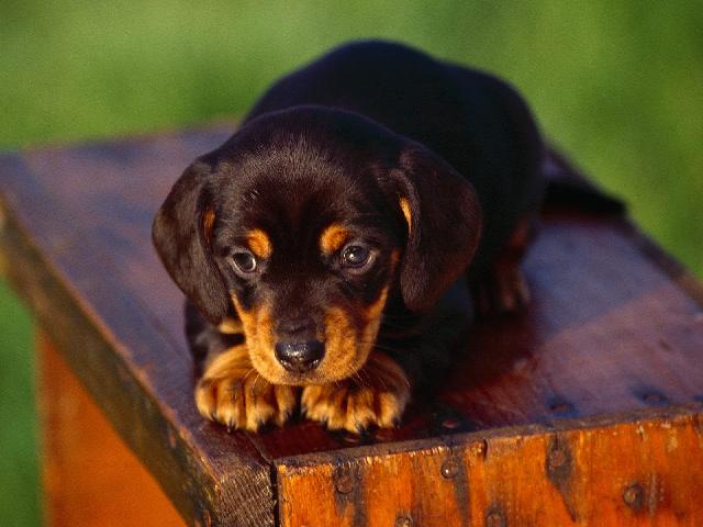 Chiens_082.jpg