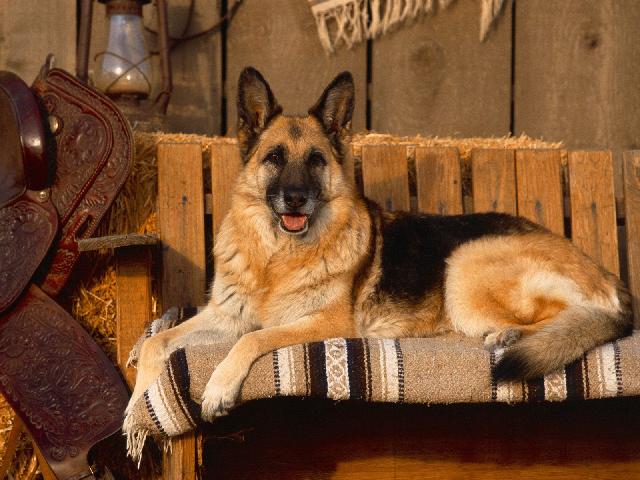 Chiens_083.jpg