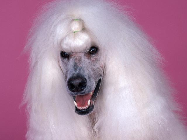 Chiens_087.jpg