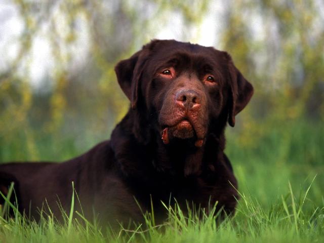 Chiens_088.jpg