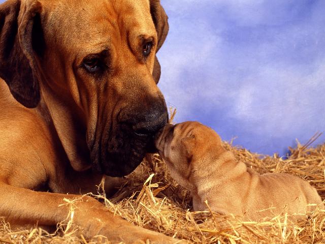 Chiens_096.jpg