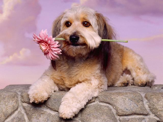 Chiens_103.jpg