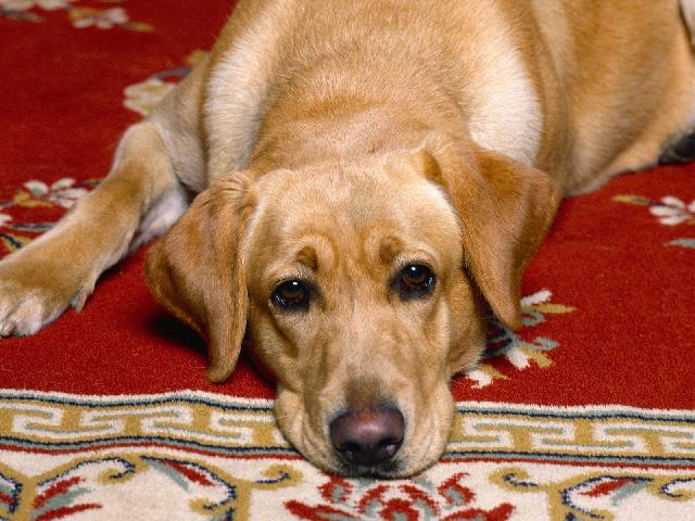 Chiens_111.jpg