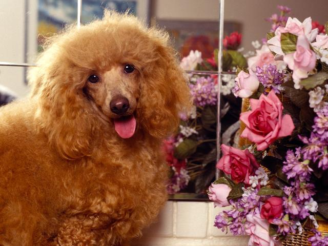 Chiens_114.jpg