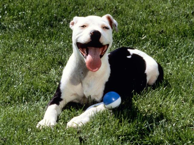 Chiens_118.jpg