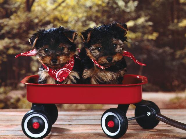 Chiens_121.jpg