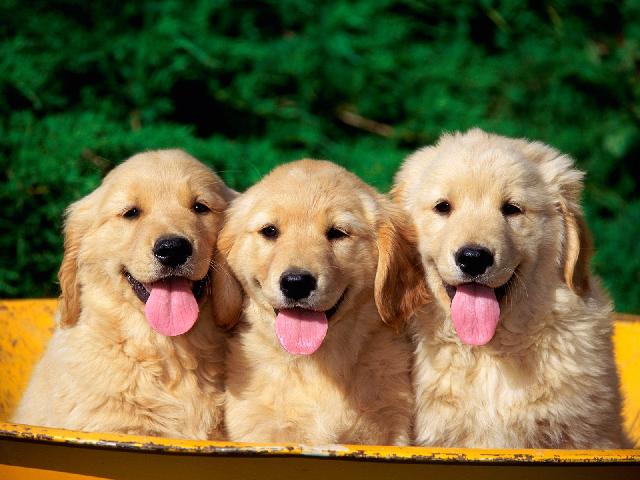 Chiens_124.jpg