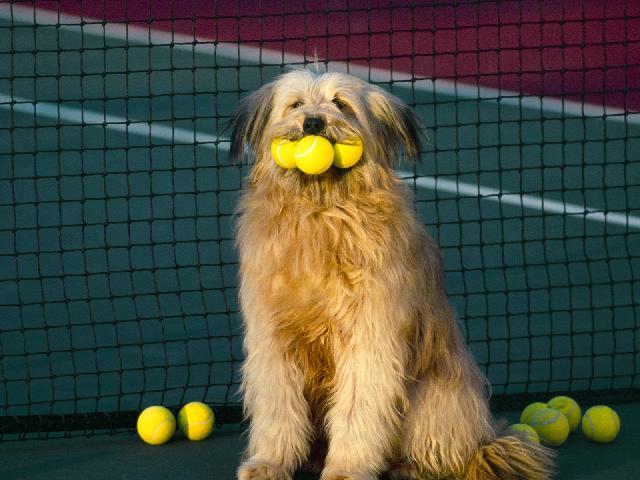 Chiens_135.jpg