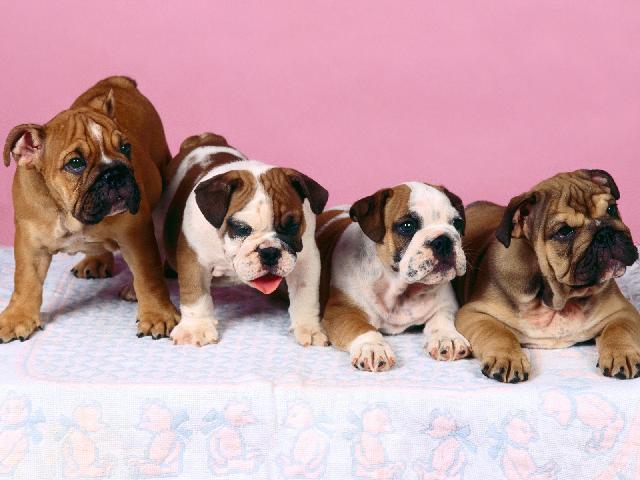 Chiens_136.jpg