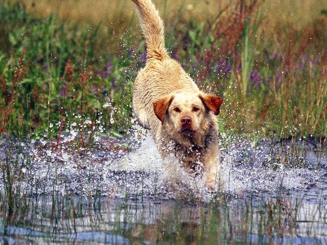 Chiens_155.jpg