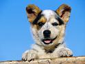 Chiens_001