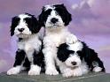Chiens_002