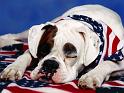 Chiens_003