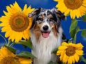 Chiens_004