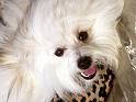 Chiens_005