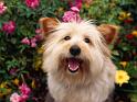 Chiens_006