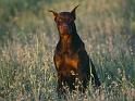 Chiens_007