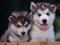 Chiens_008