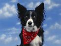 Chiens_009