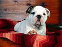 Chiens_010