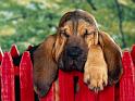 Chiens_011