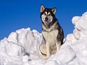 Chiens_012