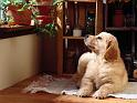 Chiens_013