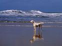Chiens_014