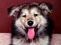 Chiens_015