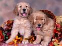 Chiens_016