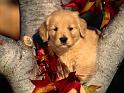 Chiens_017