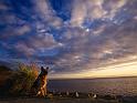 Chiens_020